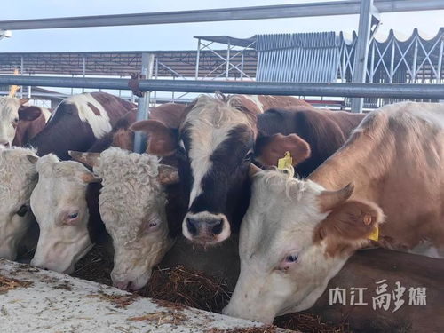 可存栏肉牛1万头 内江这一大型肉牛养殖基地加快推进