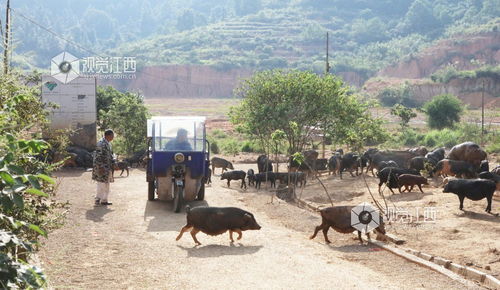 江西宜春 林下养殖铺就绿色致富路
