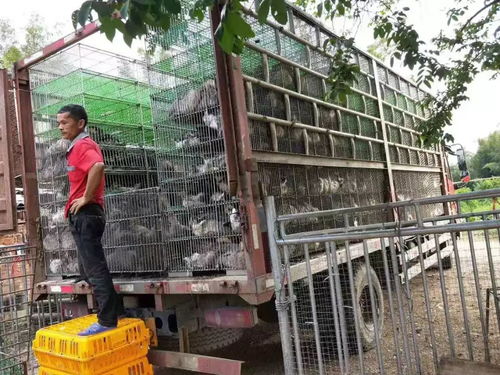 全镇动员，坚决打赢禽畜养殖污染治理攻坚战