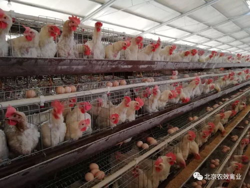 蛋鸡养殖中的十个“不能”（需注意的养殖禁区）