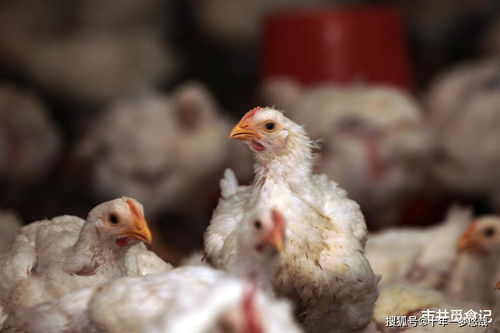 鸡肉为啥没以前香了 现代化养殖背后的滋味变迁
