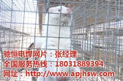 驰恒养殖电焊网 材质、规格与选购指南