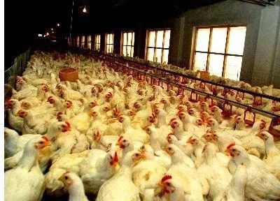 从游戏到餐桌 为你揭秘“吃鸡”正确的打开方式