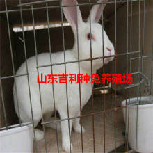 现代养殖业的可持续发展路径探析